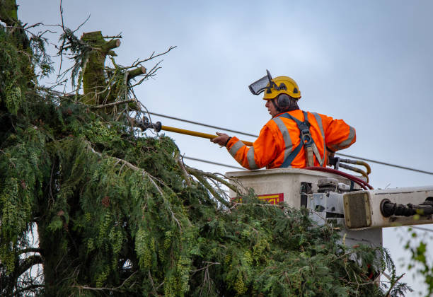 Best Hazardous Tree Removal  in Newfoundland, NJ