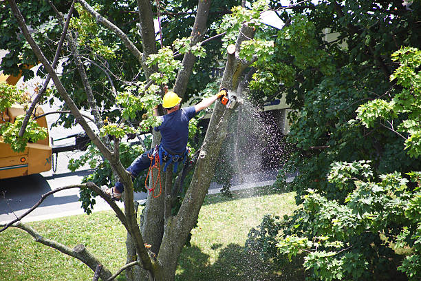 How Our Tree Care Process Works  in  Newfoundland, NJ