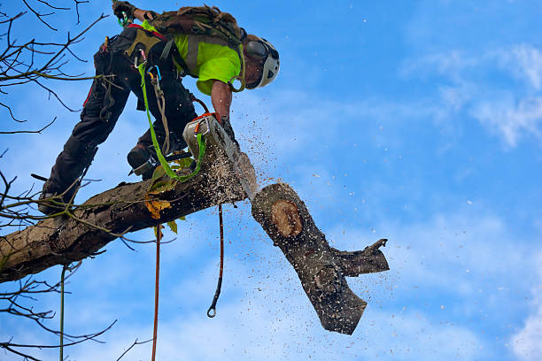 Newfoundland, NJ Tree Care Company
